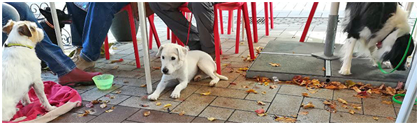 Hunde im Straßencafe